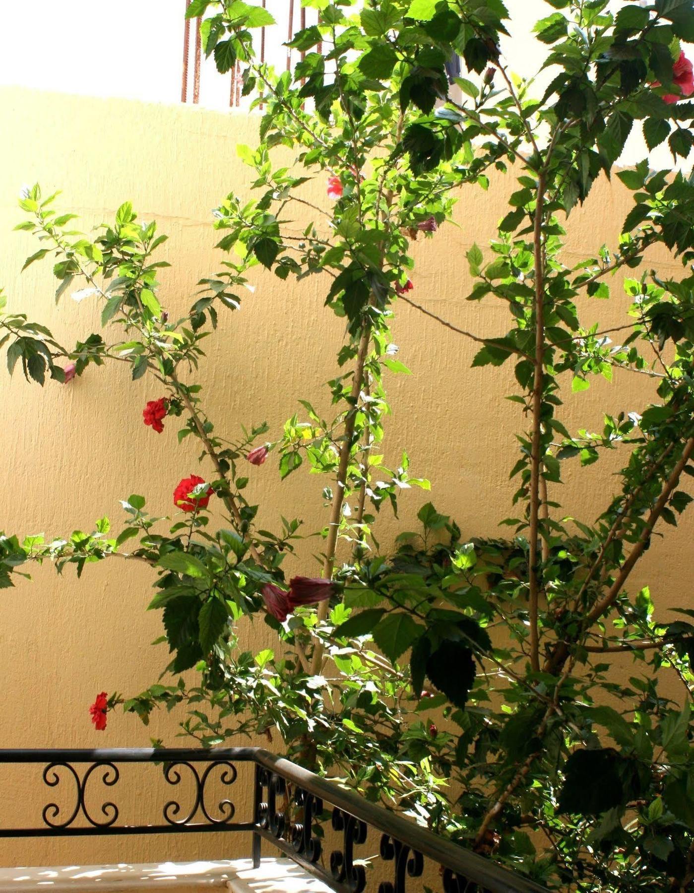 Orion Apartments Malia Dış mekan fotoğraf